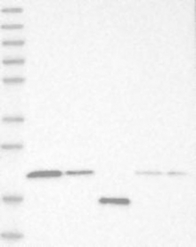 NBP1-88682 - Bax